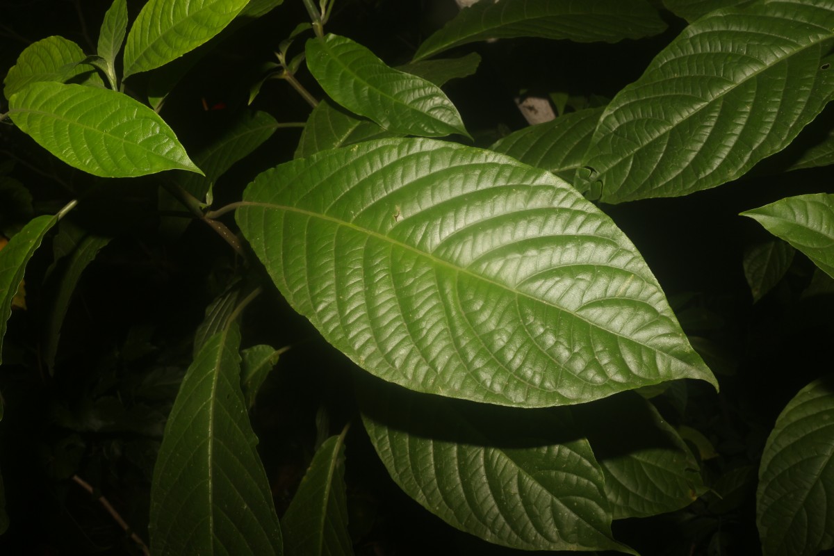 Pachystachys coccinea (Aubl.) Nees